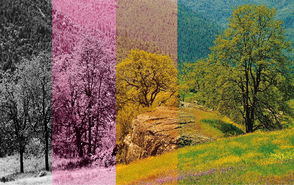 Key environmental Challenges: Causes and Impact